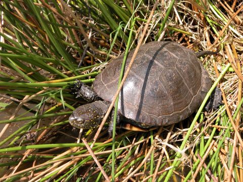 cistude tortue eau douce