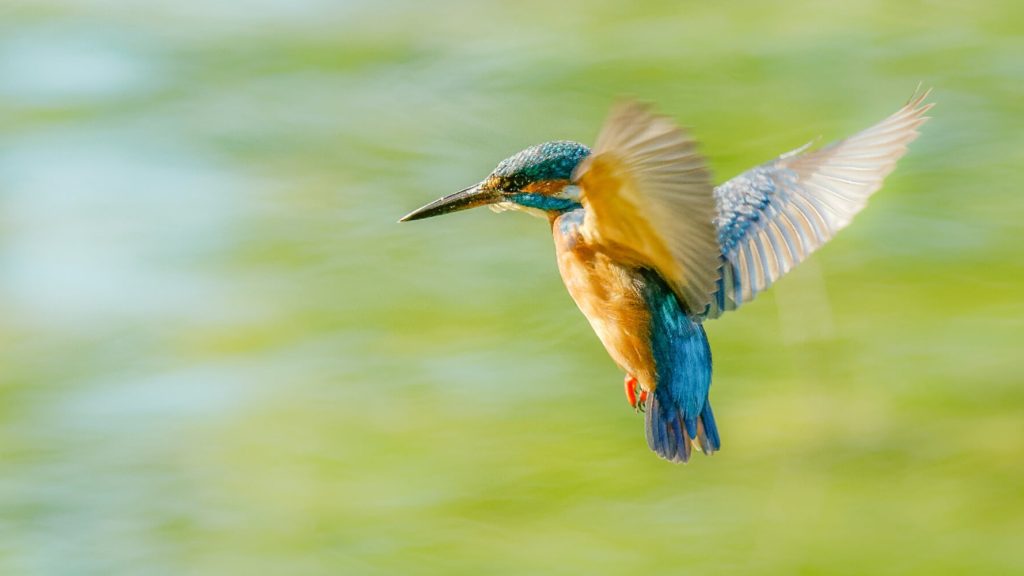 espèces protégées Petite Camargue Alsacienne 