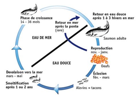 cycle de vie du saumon