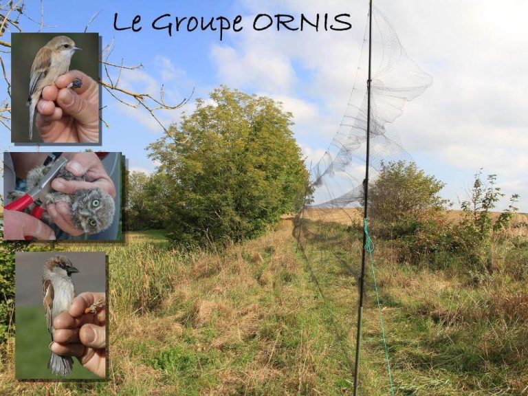 groupe ornis suivi ornithologique