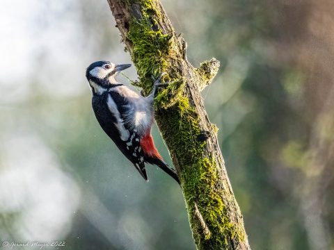 jeu de piste oiseaux réserve naturelle