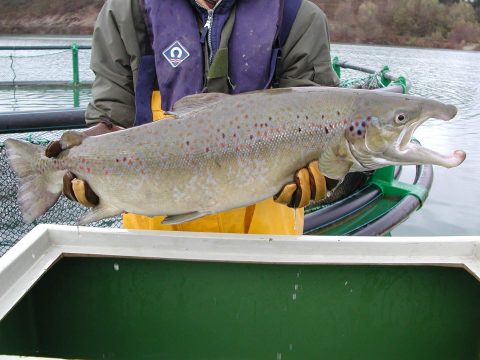 réintroduction saumons dans le rhin