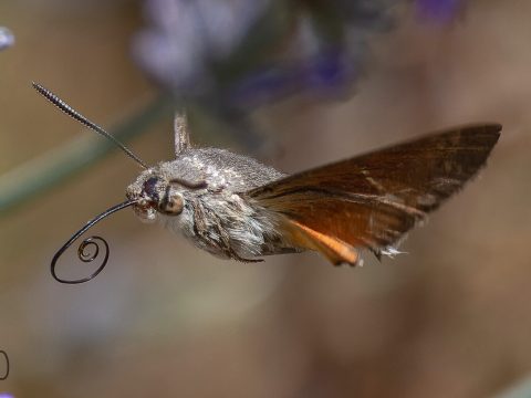 animation-les-animaux-voyageurs-moro-sphinx