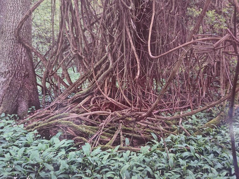 Exposition temporaire Jungle au bord du Rhin Petite Camargue Alsacienne