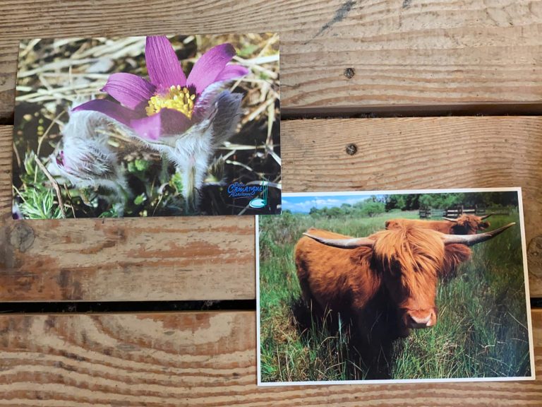 Cartes postales Petite Camargue Alsacienne