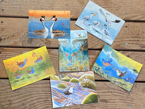 Cartes postales Alexis Nouailhat Petite Camargue Alsacienne