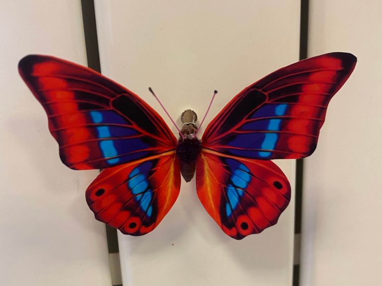 Magnets papillons Petite Camargue Alsacienne boutique