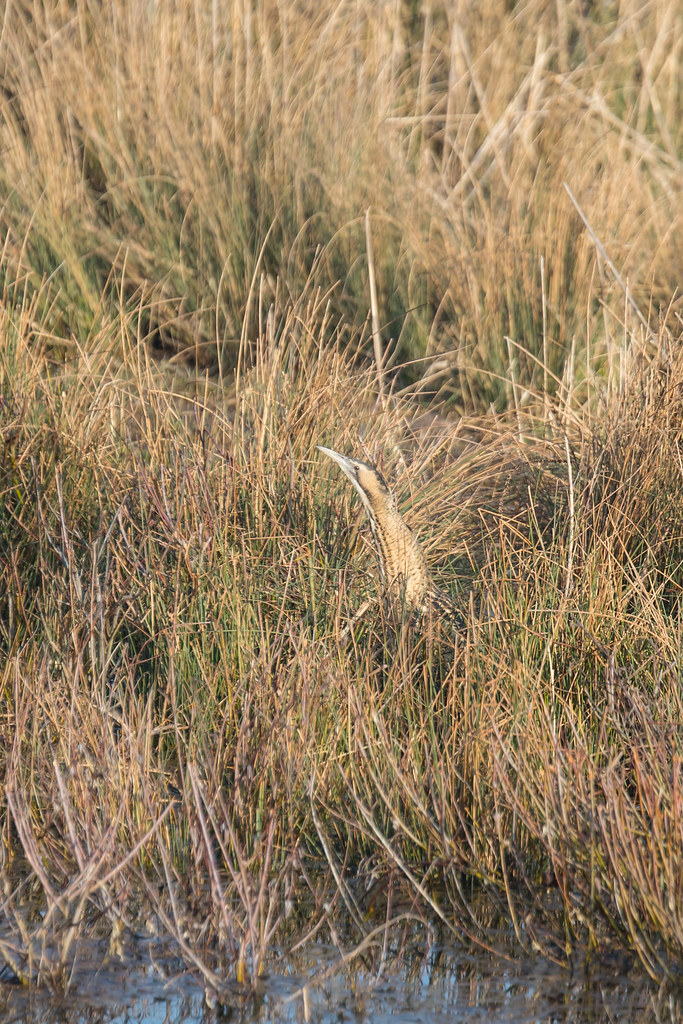 Great Bittern