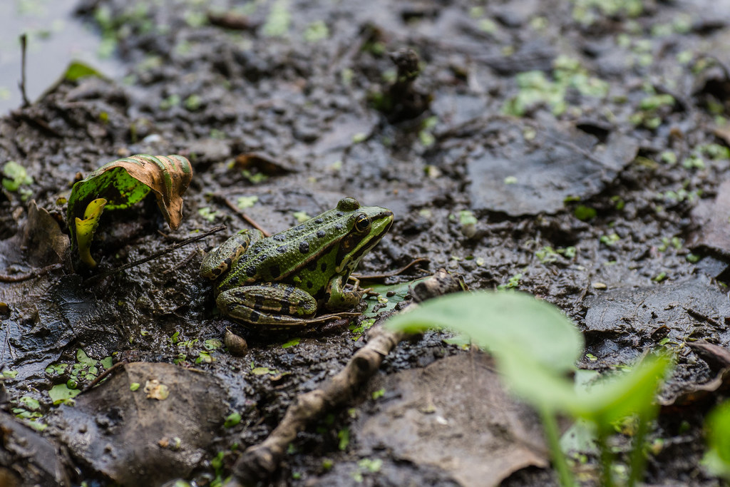 Common Water Frog