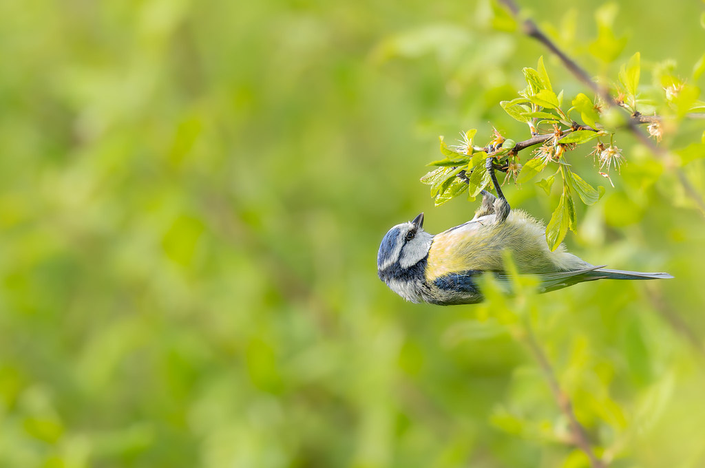 Mésange bleue en équilibre