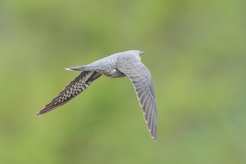 Vol du coucou gris