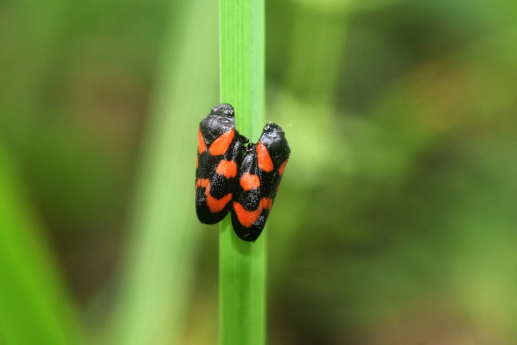 Accouplement de Cercopes sanguins
