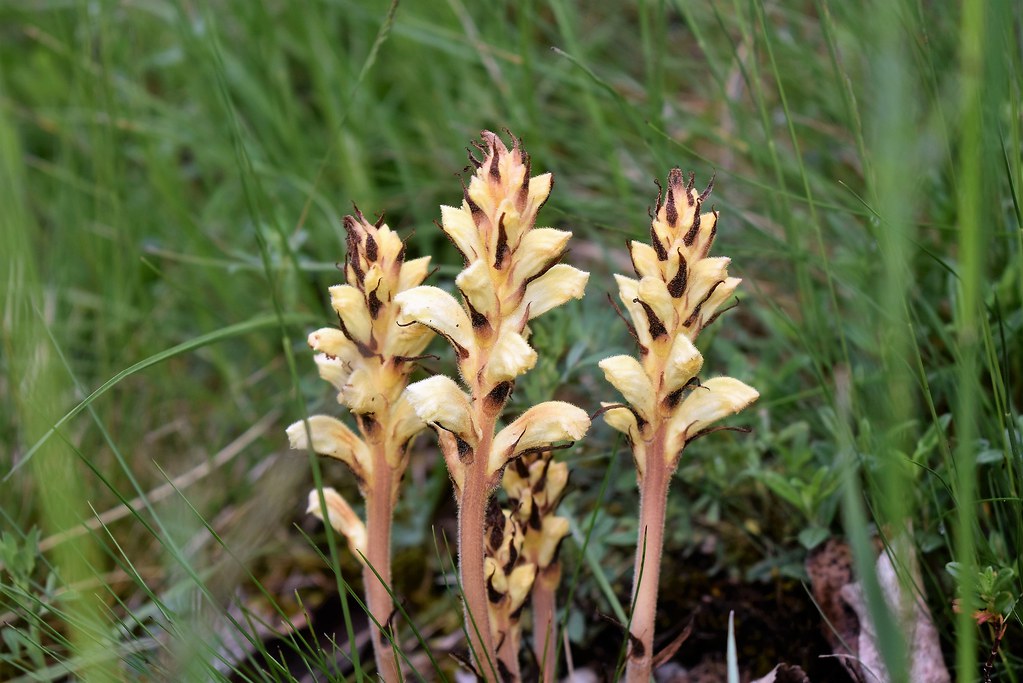Orobanche jaune