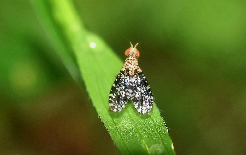 La mouche ponctuée