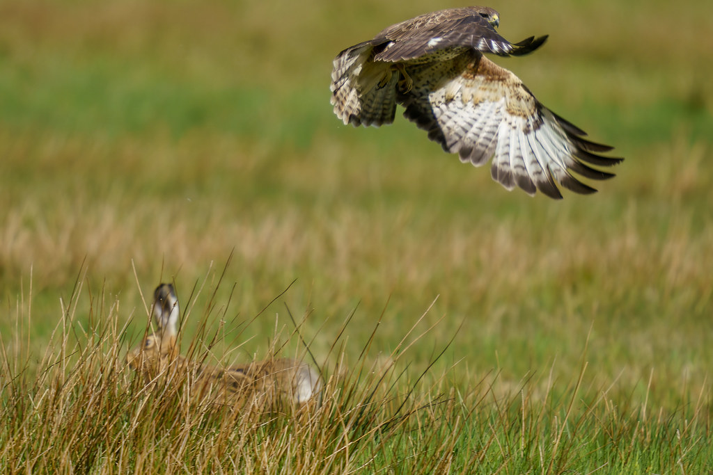 Bussard vs Hase
