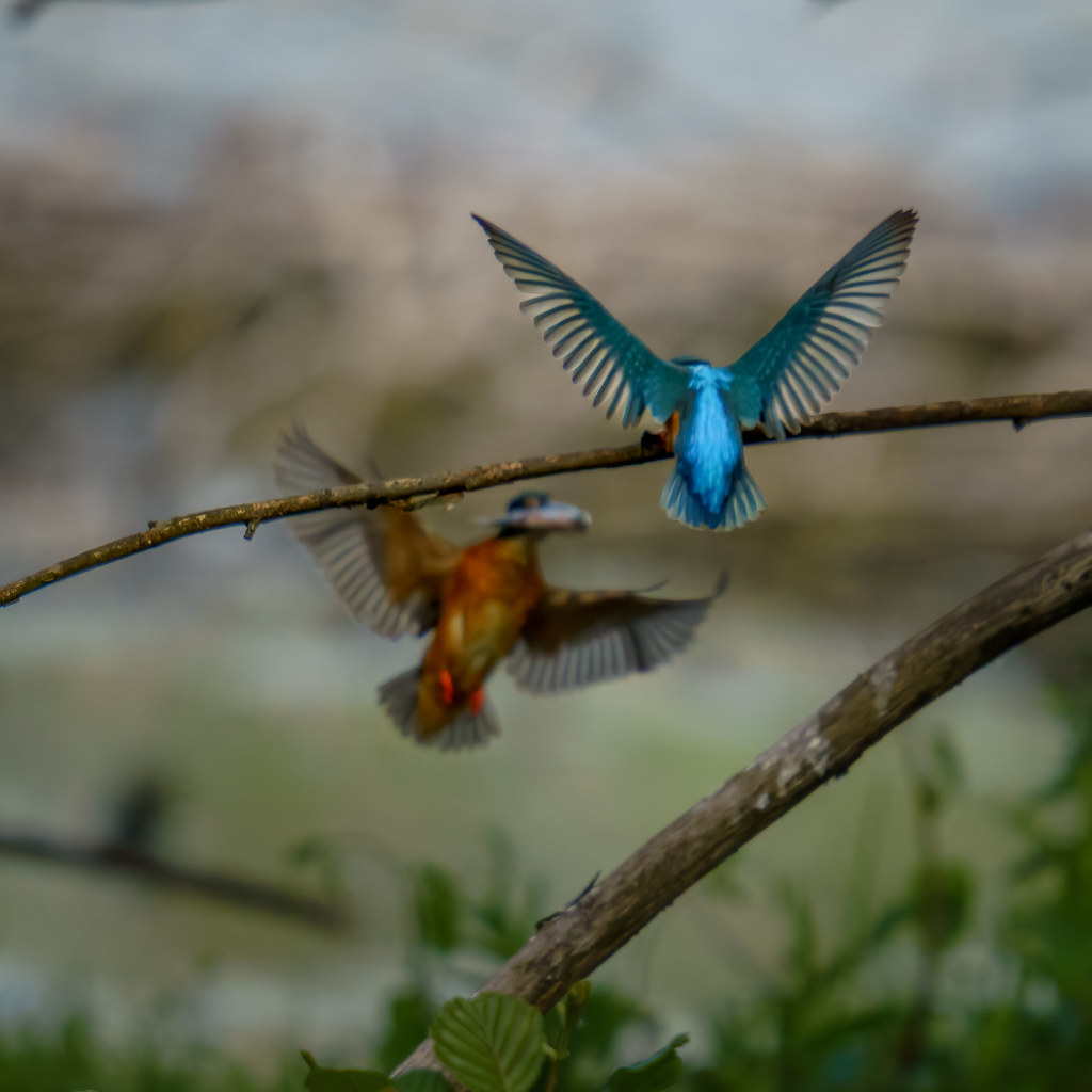 Eisvogel Pärchen beim füttern