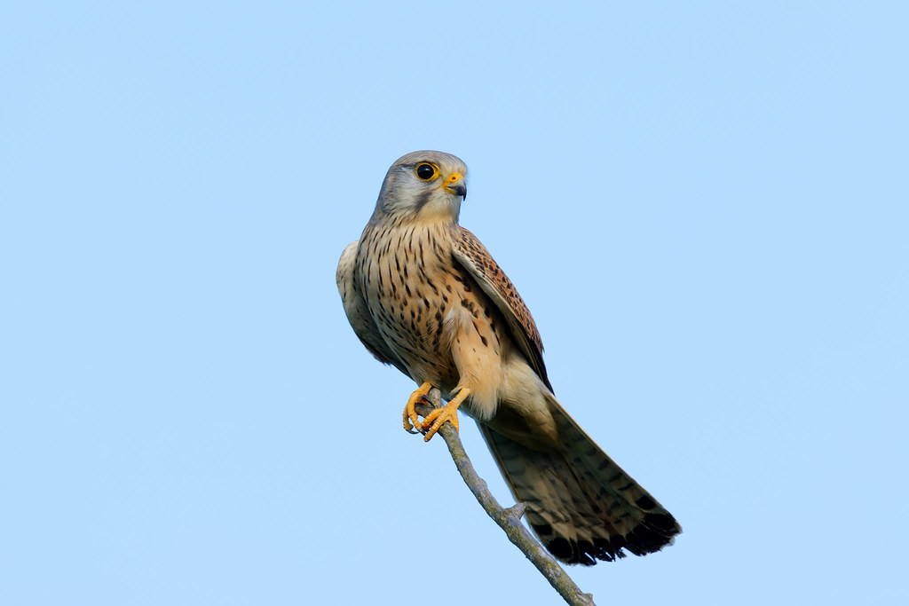 Faucon Crécerelle