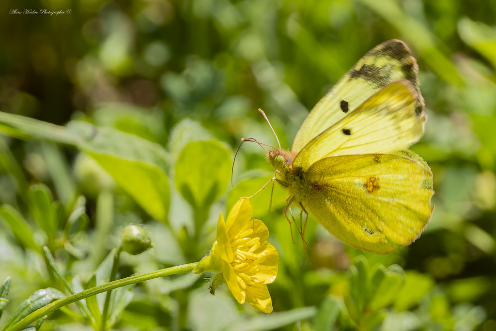 Papillon Fluoré
