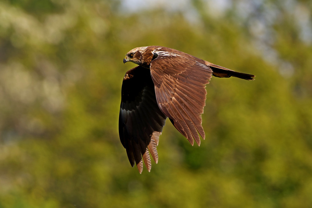 Busard des roseaux - Rohrweihe - Western Marsh Harrier  (Circus aeruginosus). )