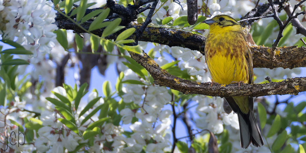 Bruant jaune