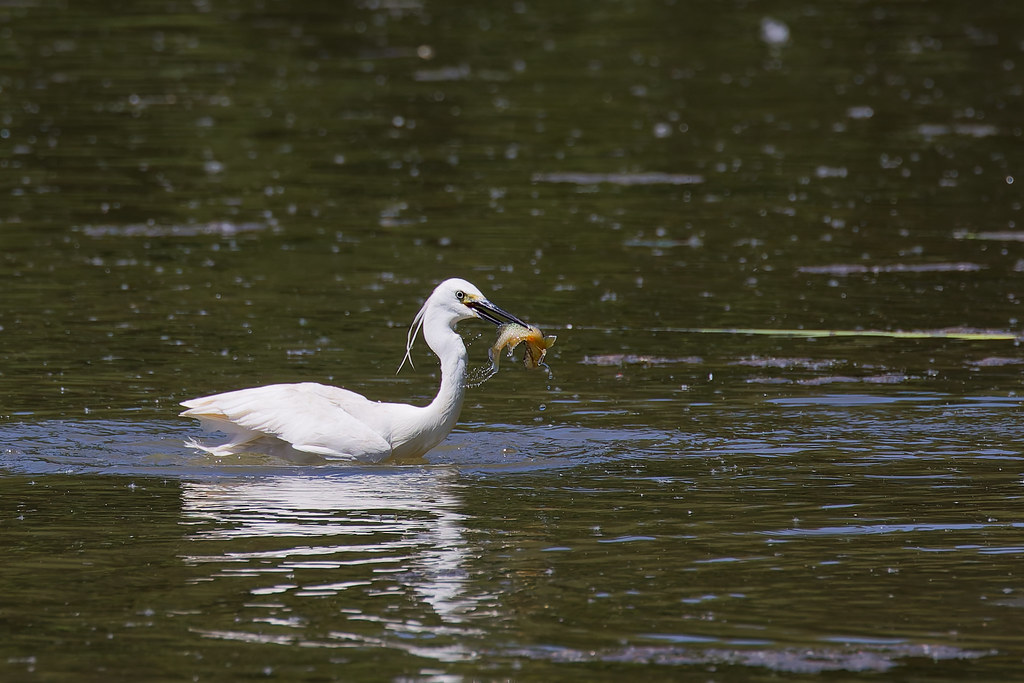 Aigrette garzette.