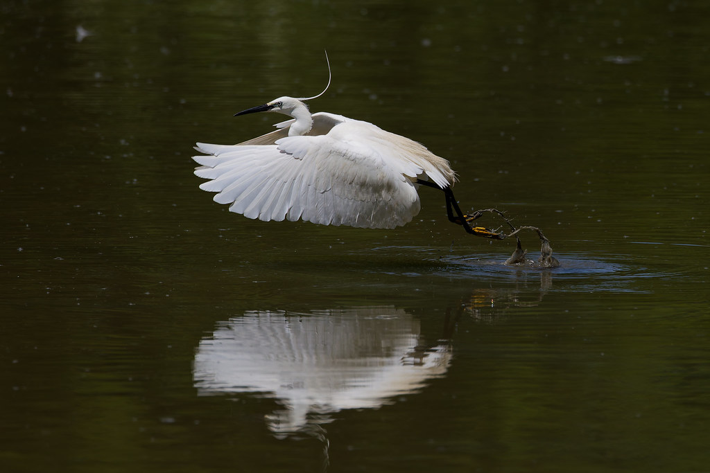 Aigrette garzette.