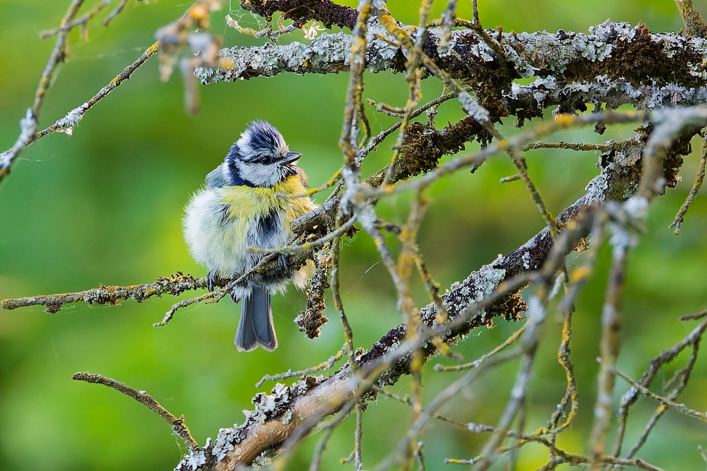 Mésange bleue.