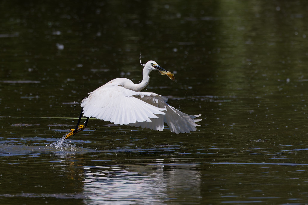 Aigrette garzette.