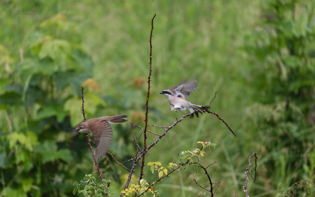 Couple de Pie grièche