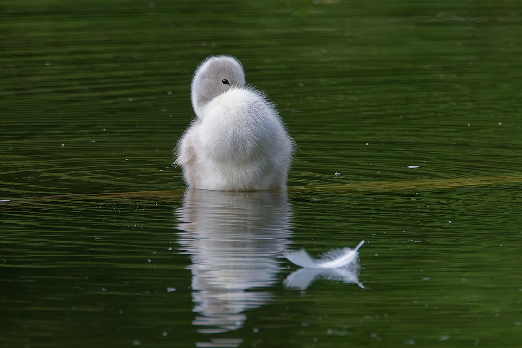 Cygne tuberculė.