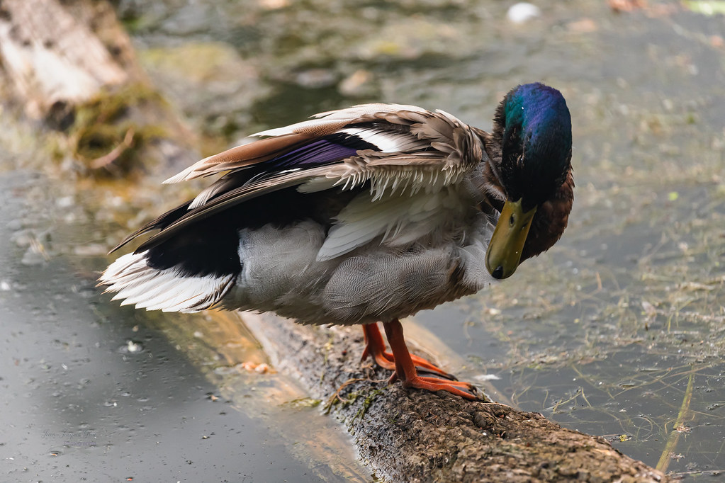 Colvert