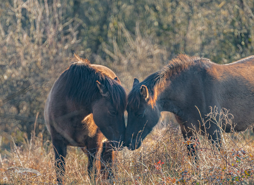 Chevaux Konik