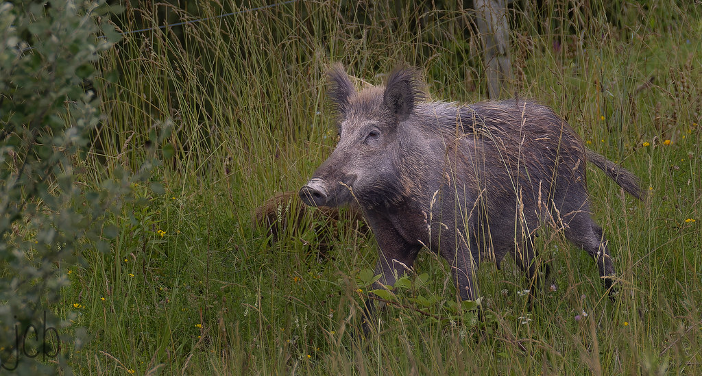 Sanglier