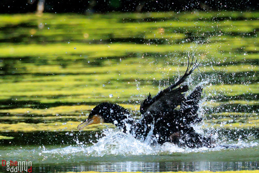 Cormorans