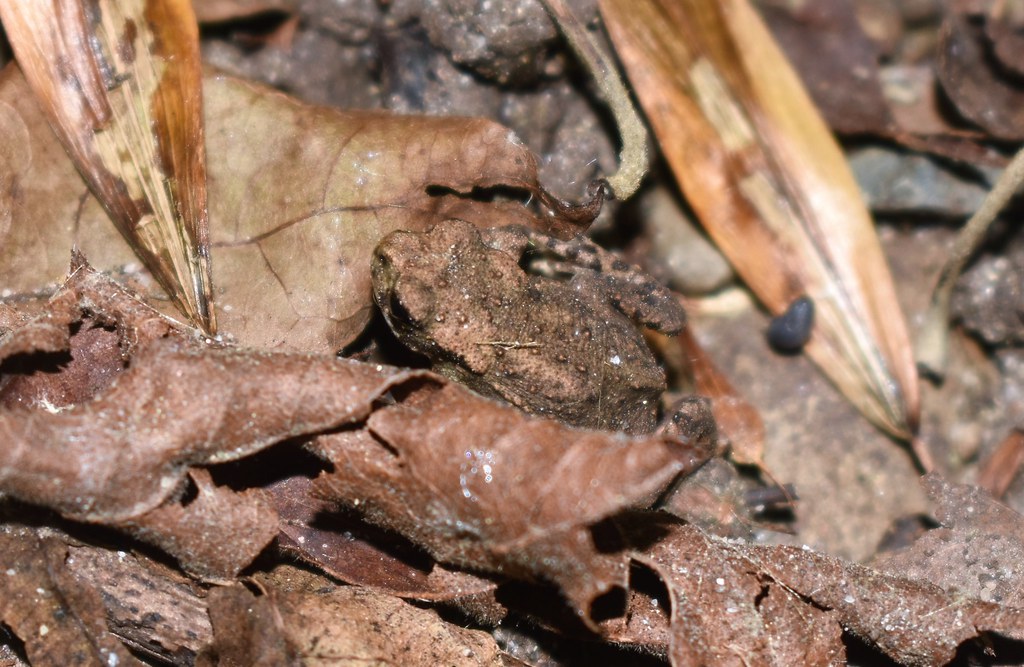 Le Crapaud de la réserve
