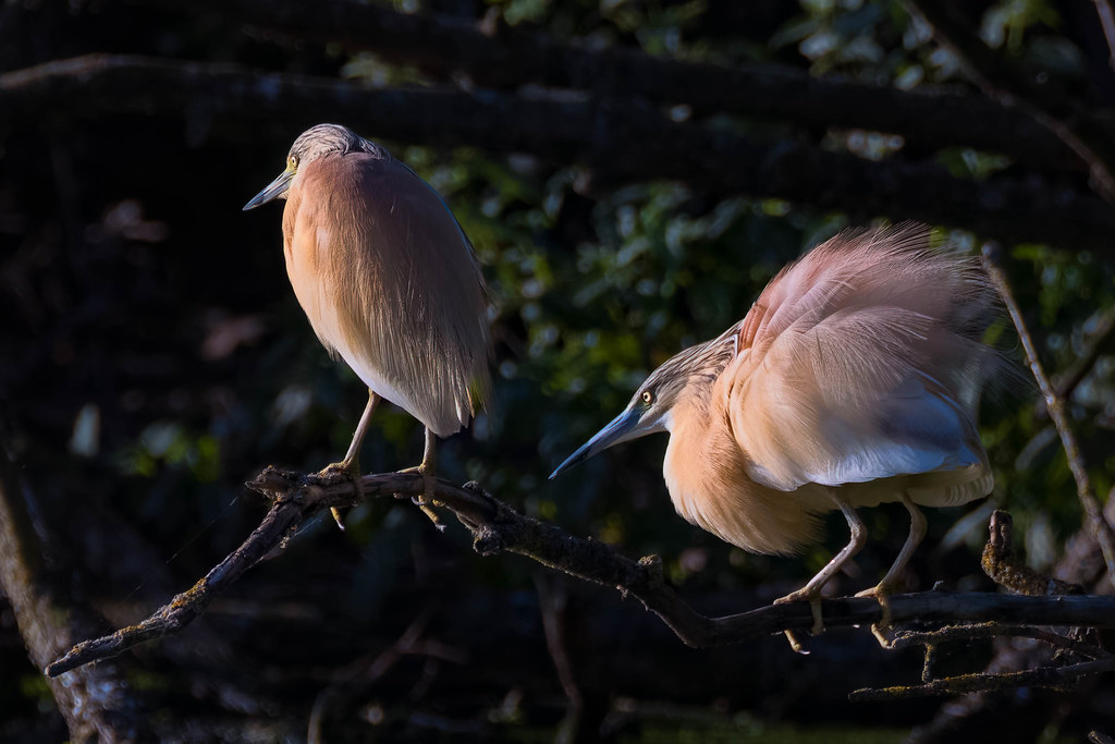 Ardeola ralloides - Crabiers chevelus - Squacco herons