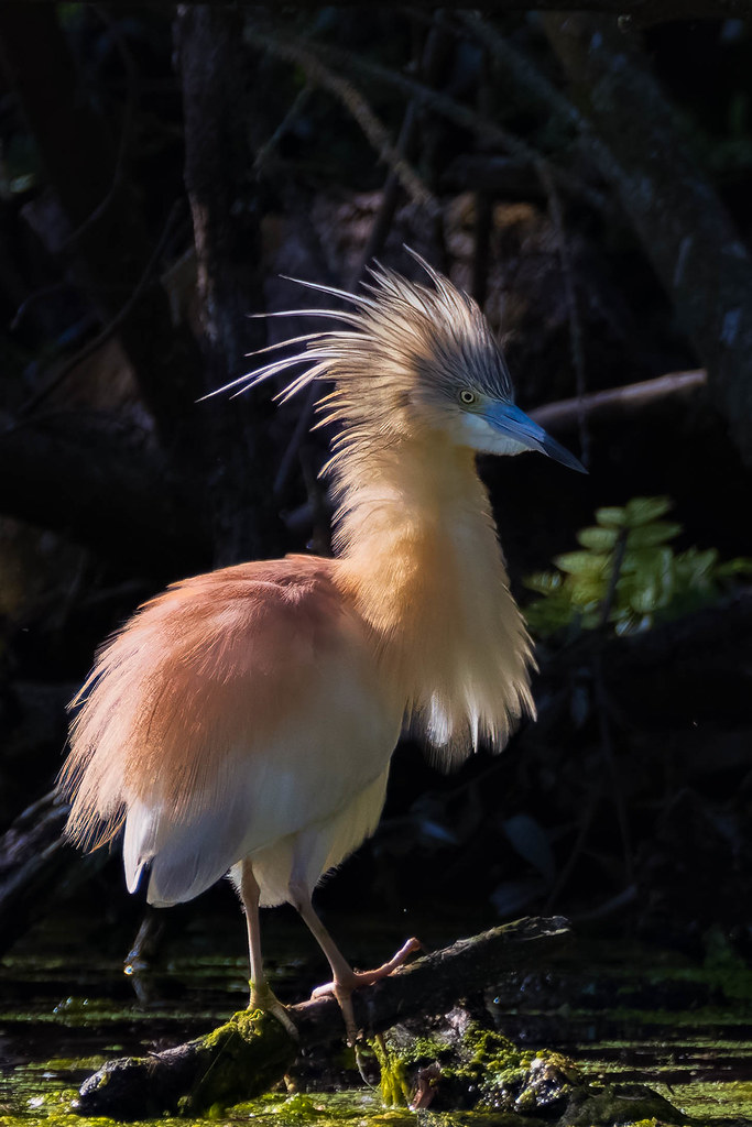 Ardeola ralloides - Crabier chevelu - Squacco heron