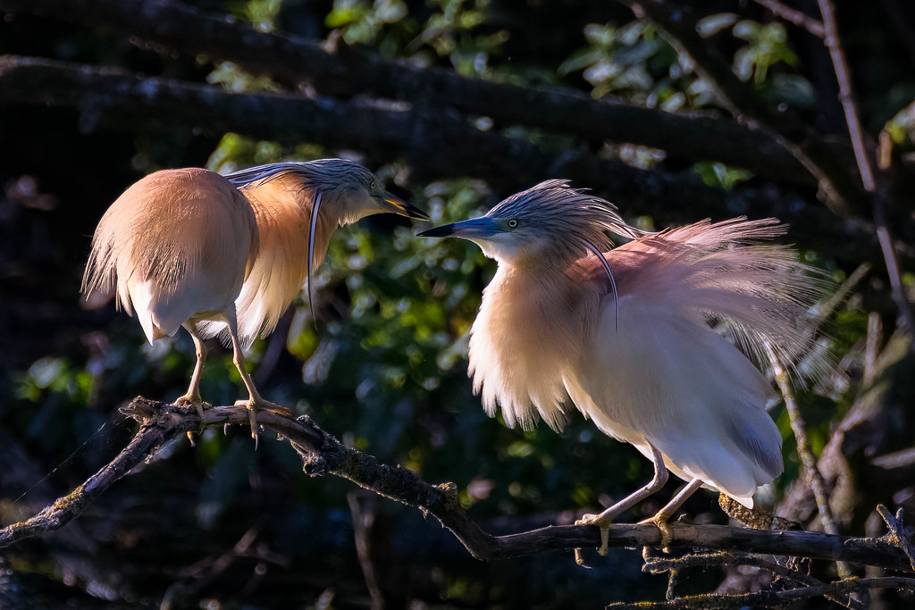 Ardeola ralloides - Crabiers chevelus - Squacco herons