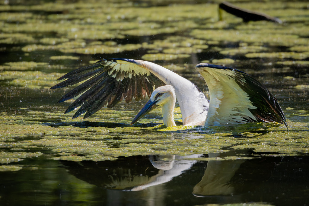 Cigogne juvénile