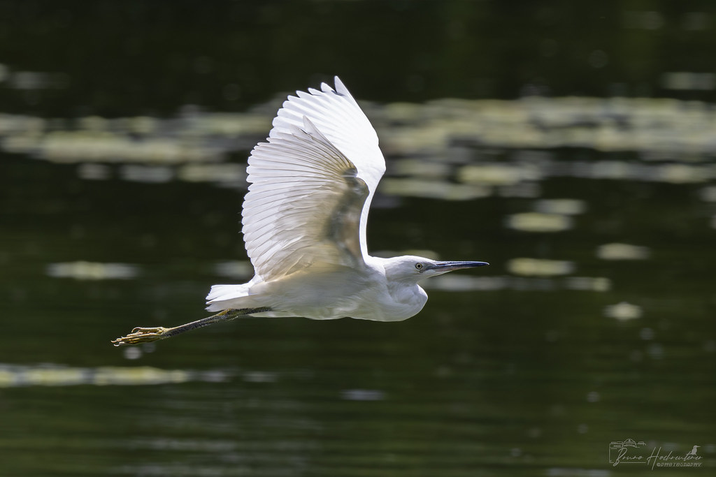 Seidenreiher