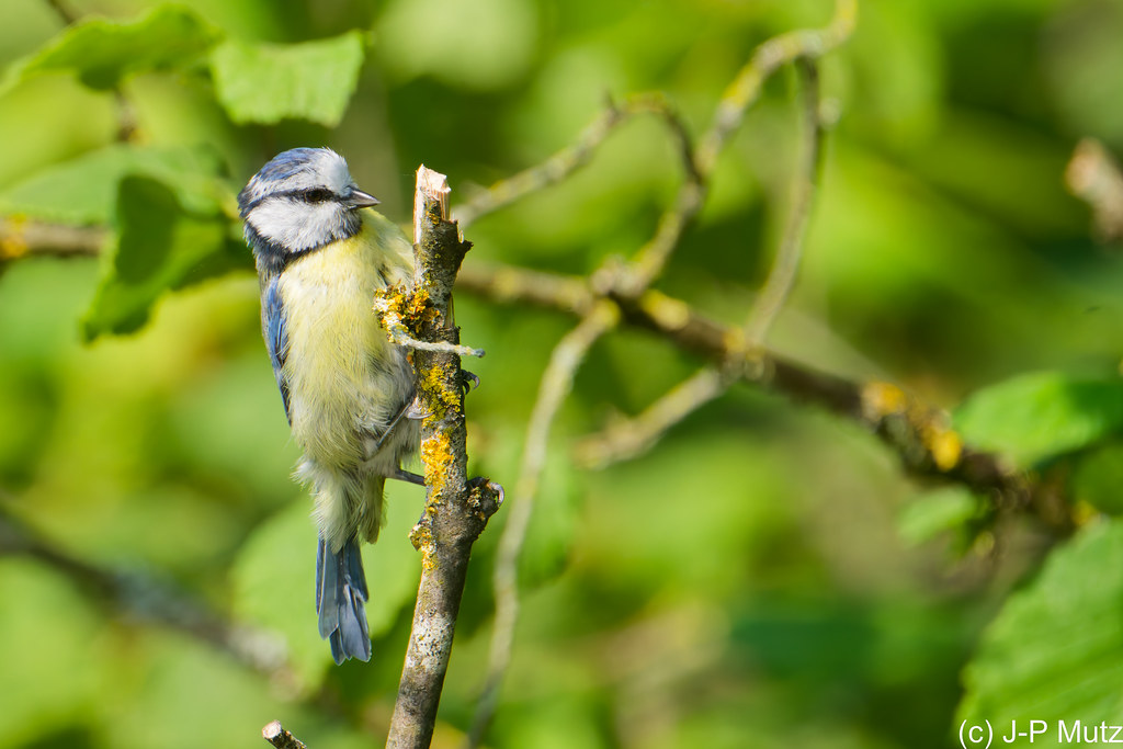 Bleu, la petite mésange