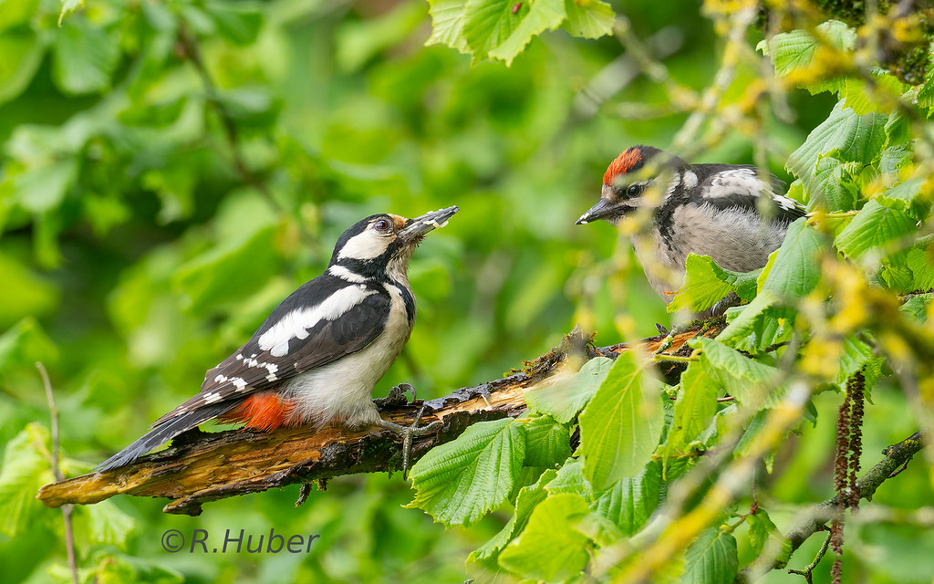 ©-R.Huber-Buntspechtdame-mit-Jungem