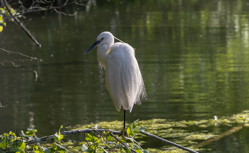 Aigrette garzette