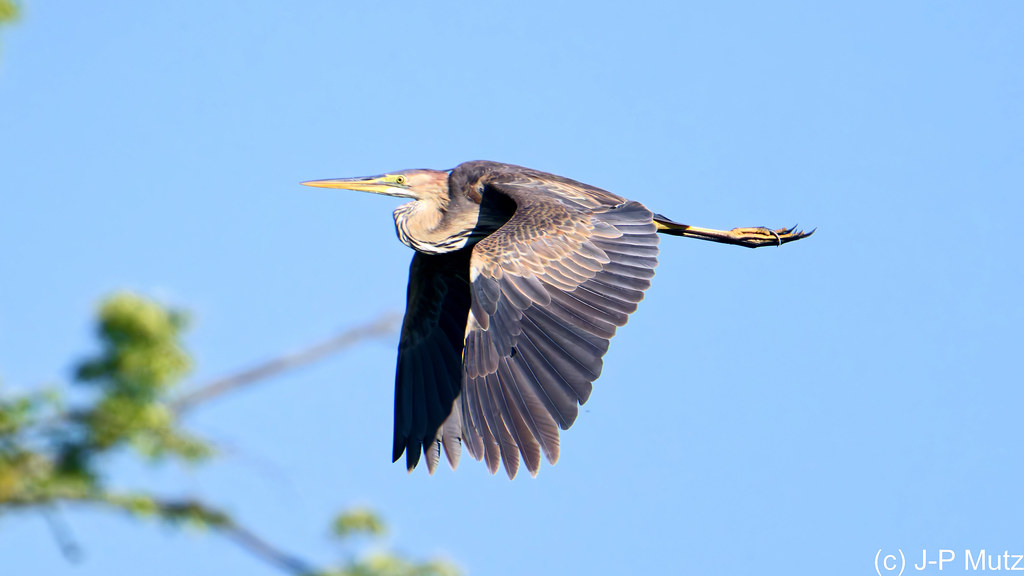 Heron Pourpré en vol