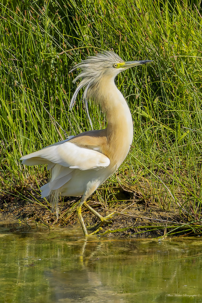 Crabier chevelu