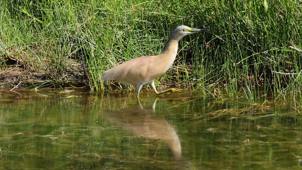 Crabier chevelu
