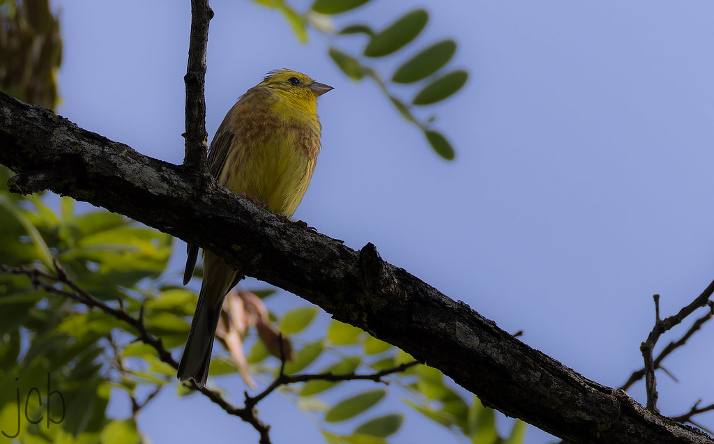 Bruant jaune