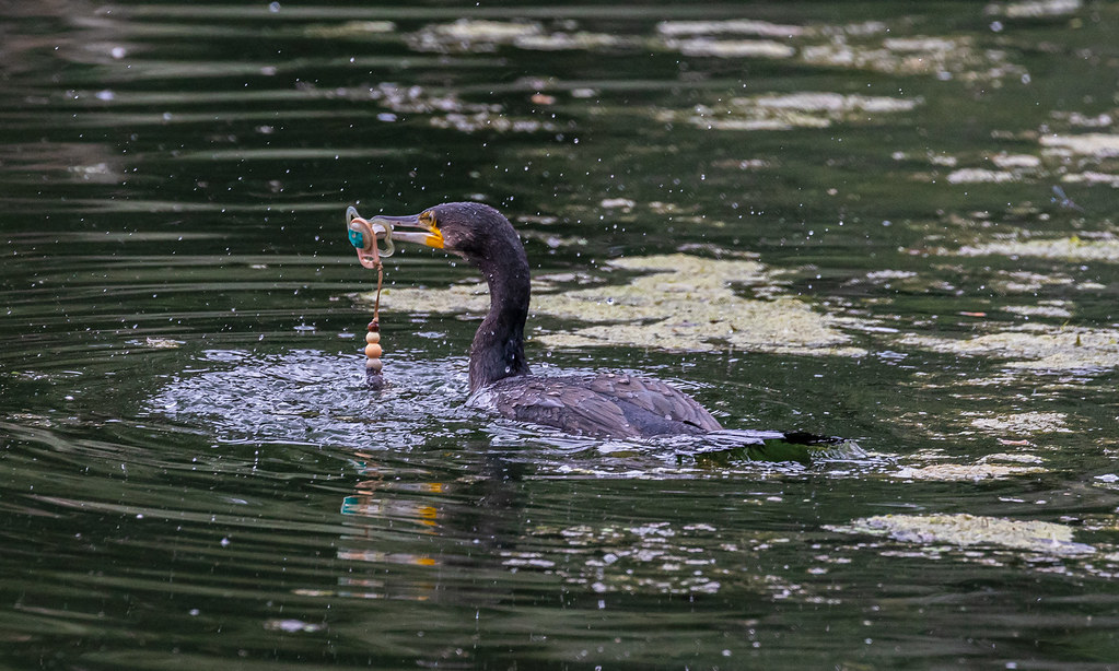 Cormoran