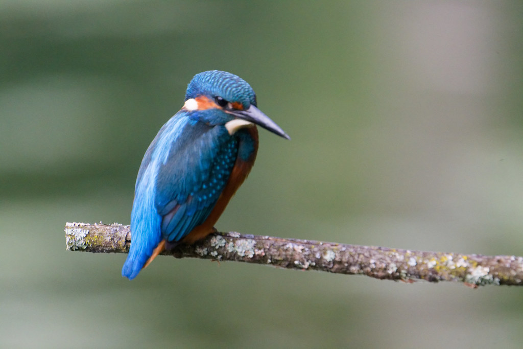 Martin à la pêche