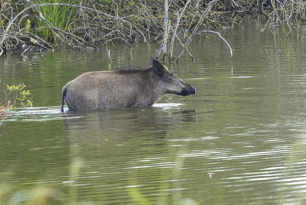 Sanglier